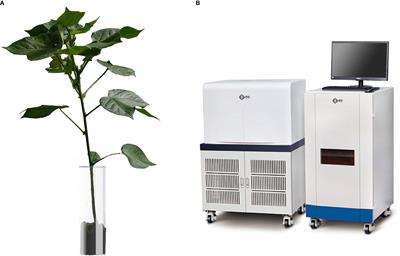 Early detection of cotton verticillium wilt based on root magnetic resonance images